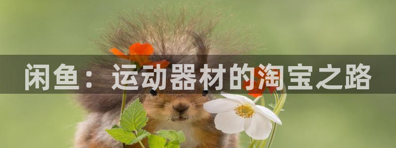 征途国际招商电话地址是多少：闲鱼：运动器材的淘宝之路